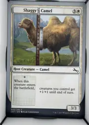 Shaggy Camel front